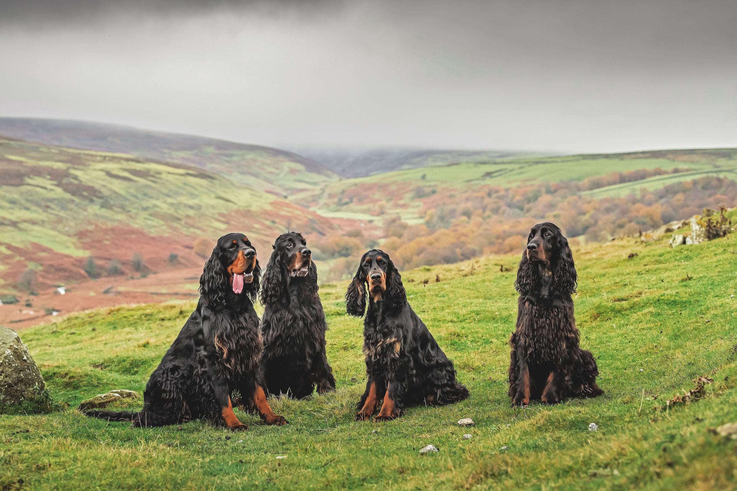 The kind, loyal and goofy dog facing an AI-era identity crisis