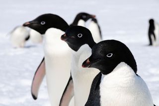 adelie-penguins-antarctic-count