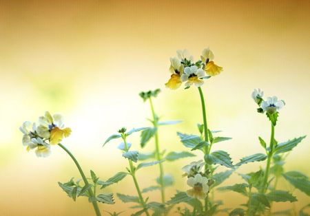 nemesia cuttings