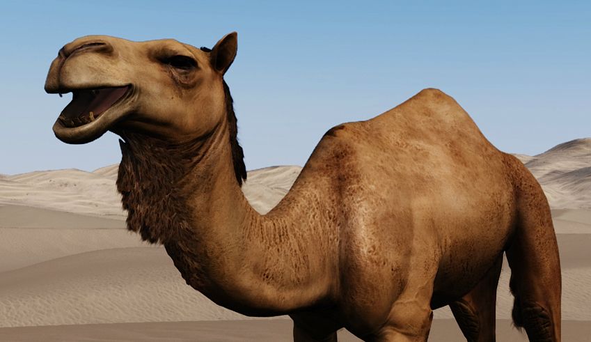 Mount & Blade 2: Bannerlord unveils camel mounts | PC Gamer