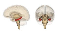 The hippocampus memory store.