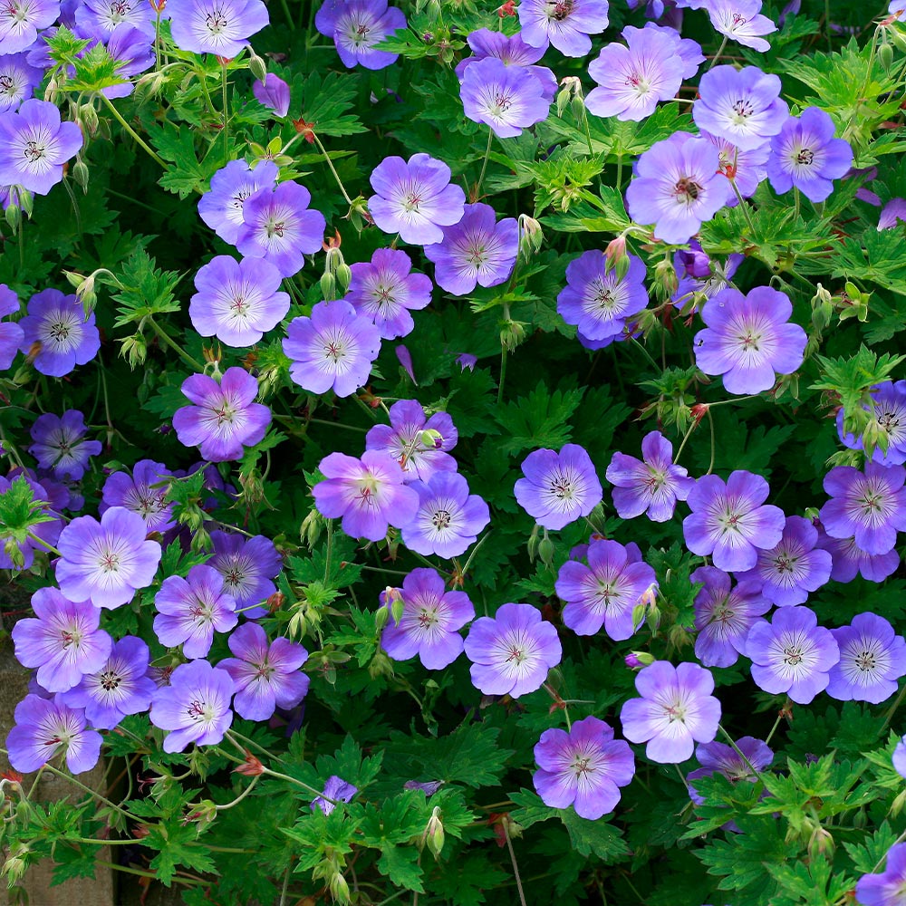 Geranium 'rozanne'