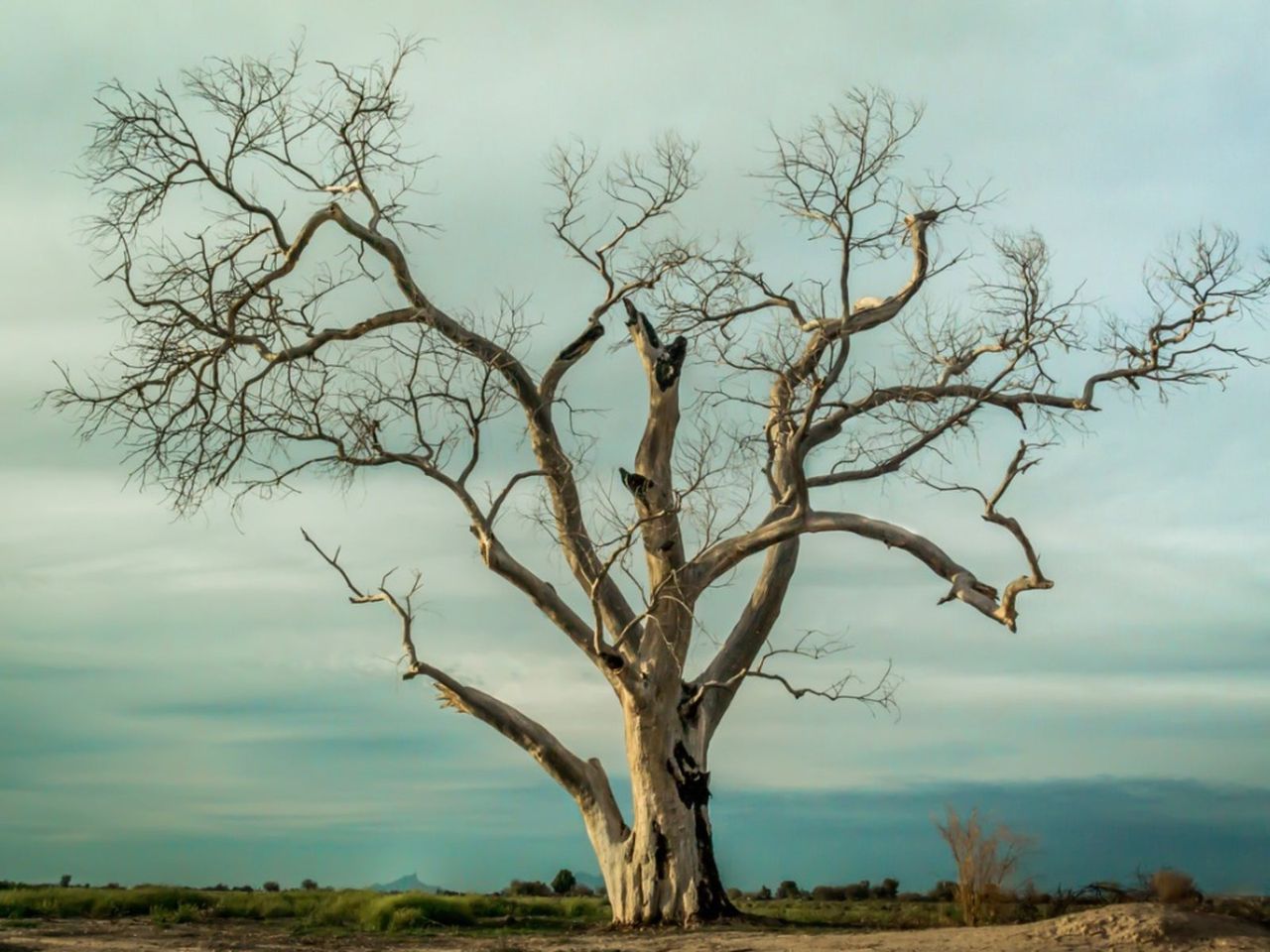 Large Dying Tree