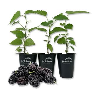 Dwarf Everbearing Mulberry Tree - 3 Live Tissue Culture Starter Plants - Edible Fruit Tree for the Patio and Garden