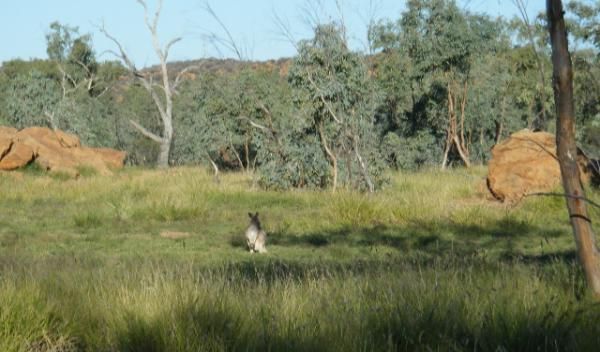 Rebecca Rusch's first kangaroo siting.