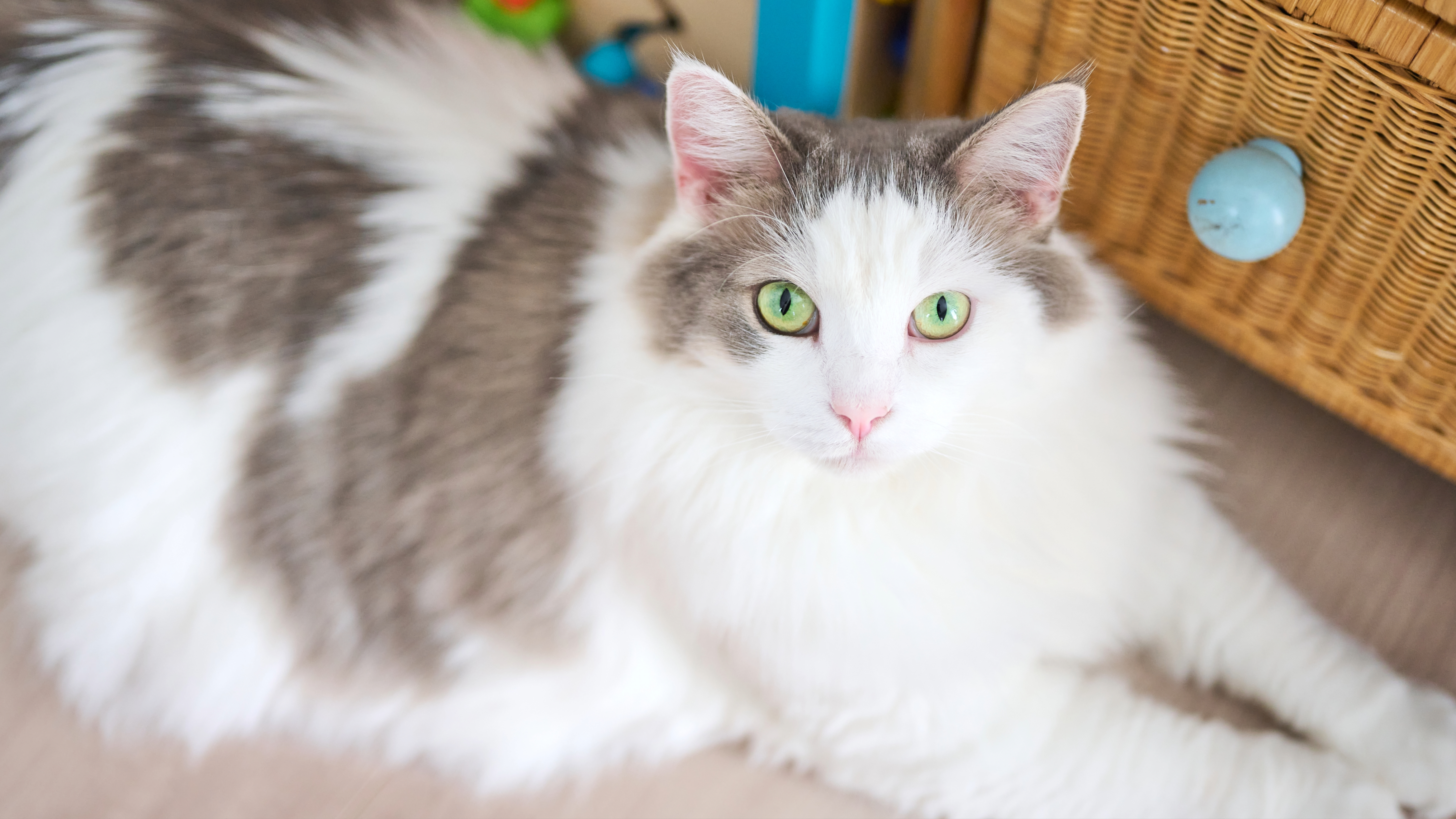 Norwegian Forest Cat