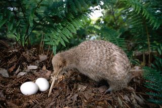 extreme births, little spotted kiwi