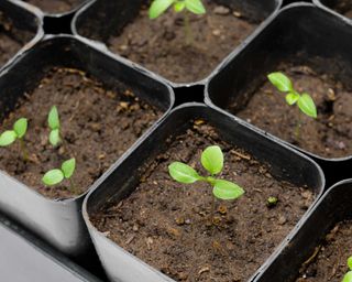 aubergine seedlings in pots