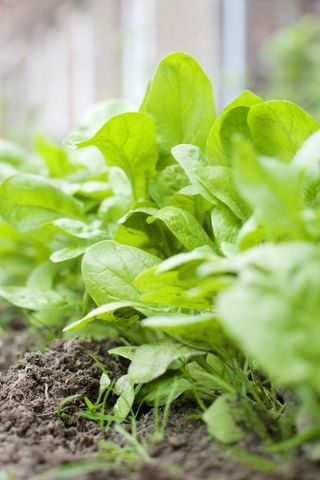 Spinach growing in soil