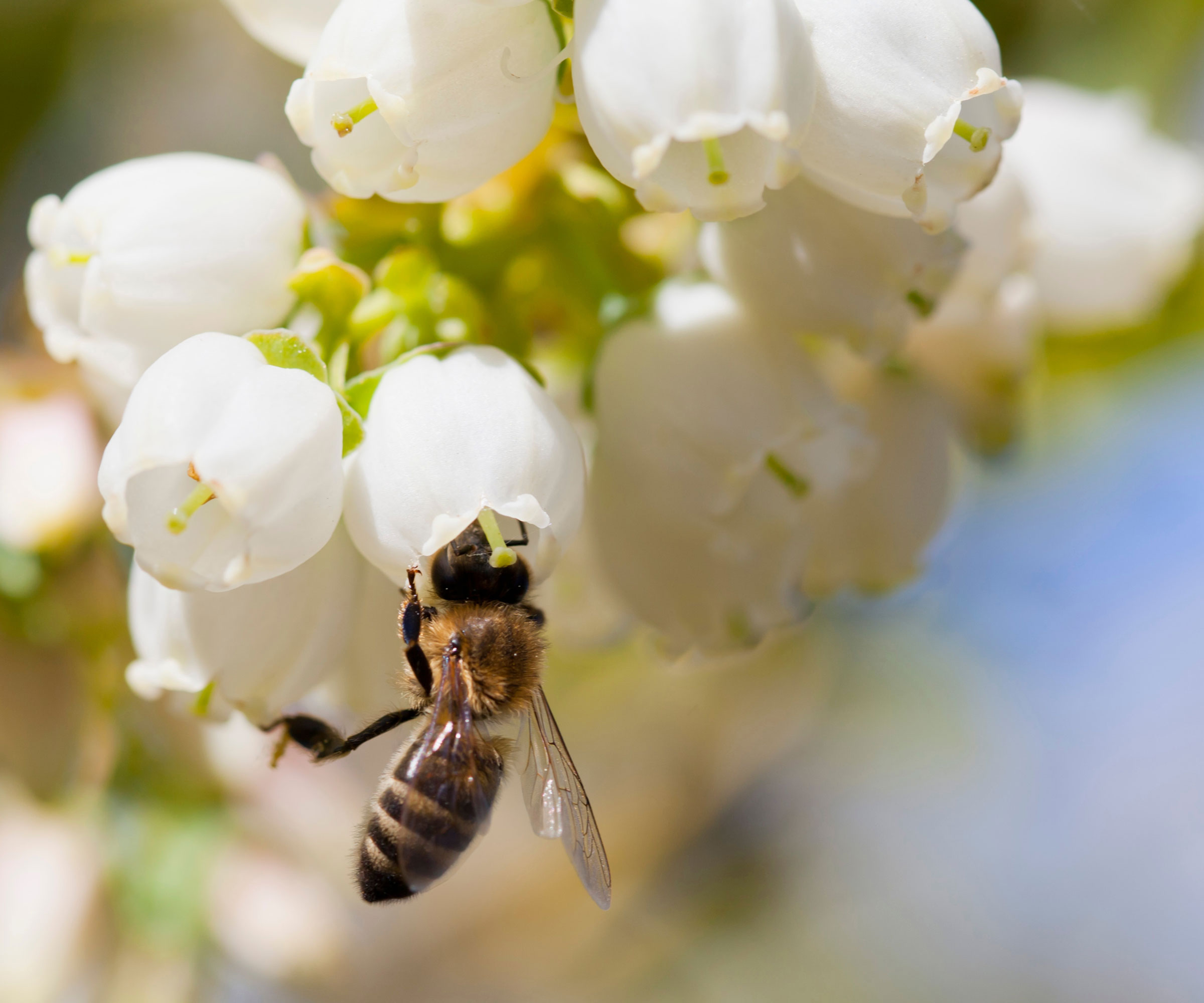 honeybee collecting pollen from white blueberry flowers