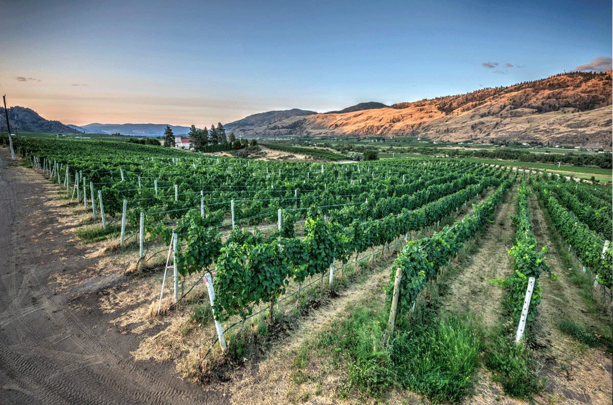 Phantom Creek Vineyard