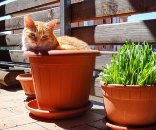 Marmalade cat in a terracotta pot next to another pot with green shoots growing from it