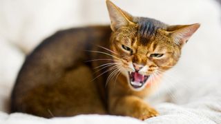 Abyssinian cat growling on a bed