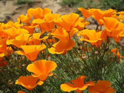 Golden California Poppy Flowers