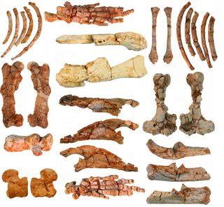 Ernanodon bones found in Mongolia.