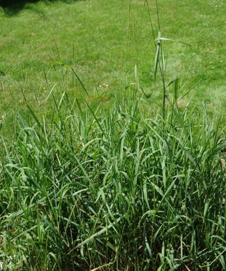 Quackgrass weeds