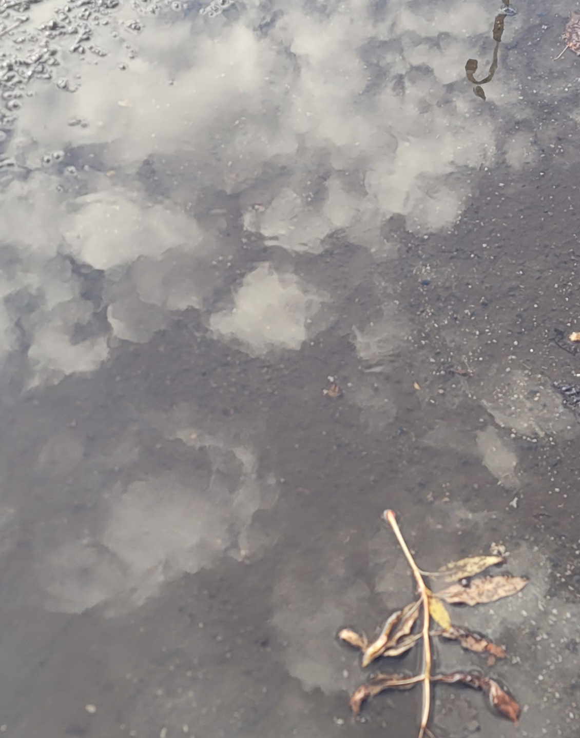 GuruShots - February 2026