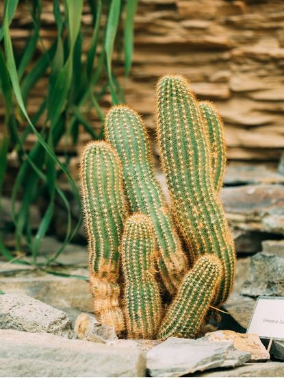 Peanut Cacti Plants