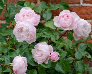 Rosa ‘Generous Gardener’
