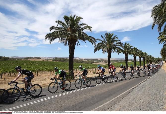 The Tour Down Under peloton on the road to Angaston.