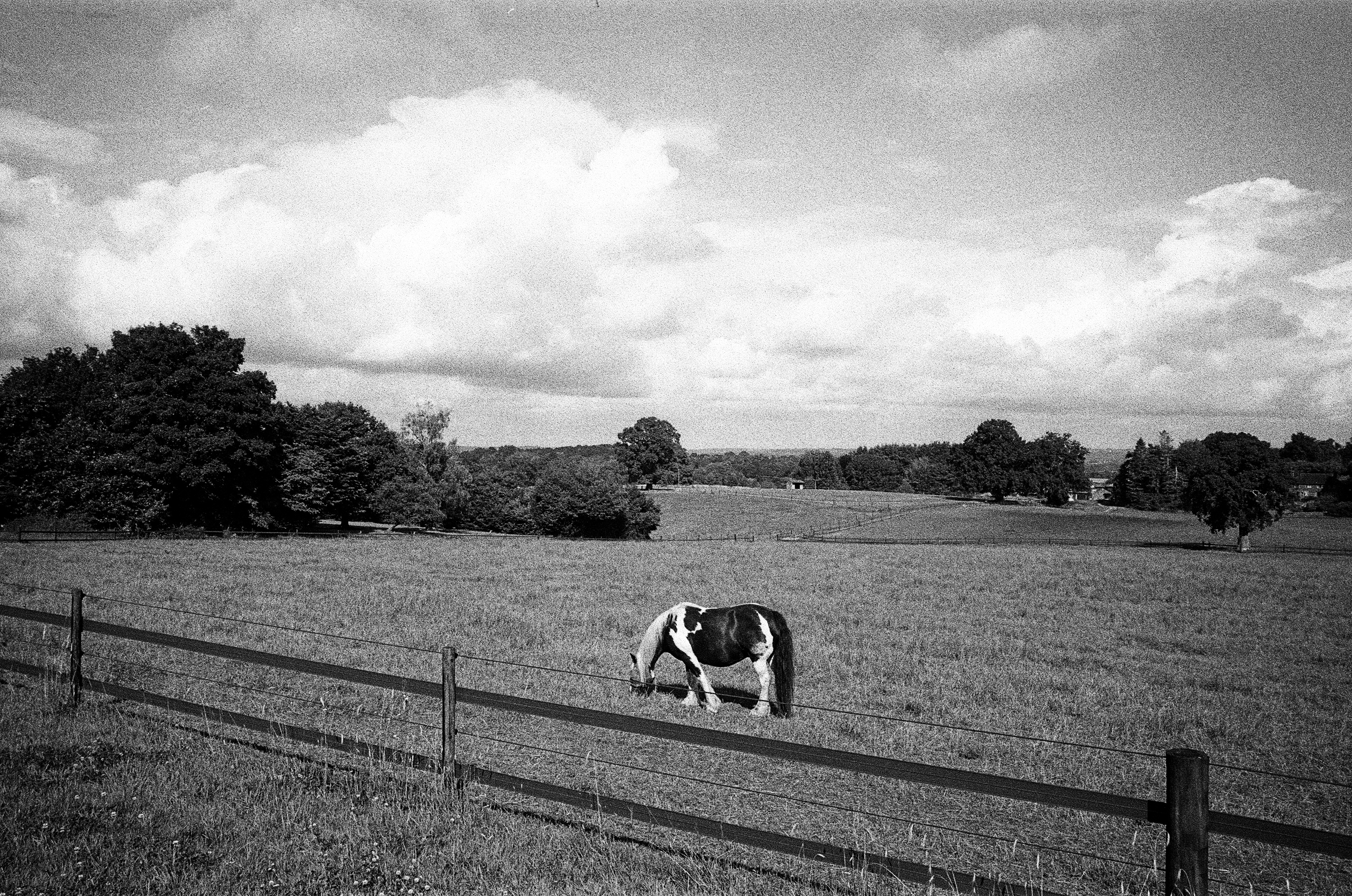 Leica MP black and white film scan of a horse in a field and expansive vista