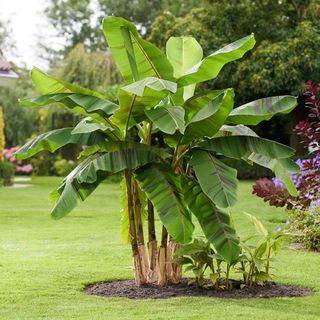 'Ever Red' banana plant