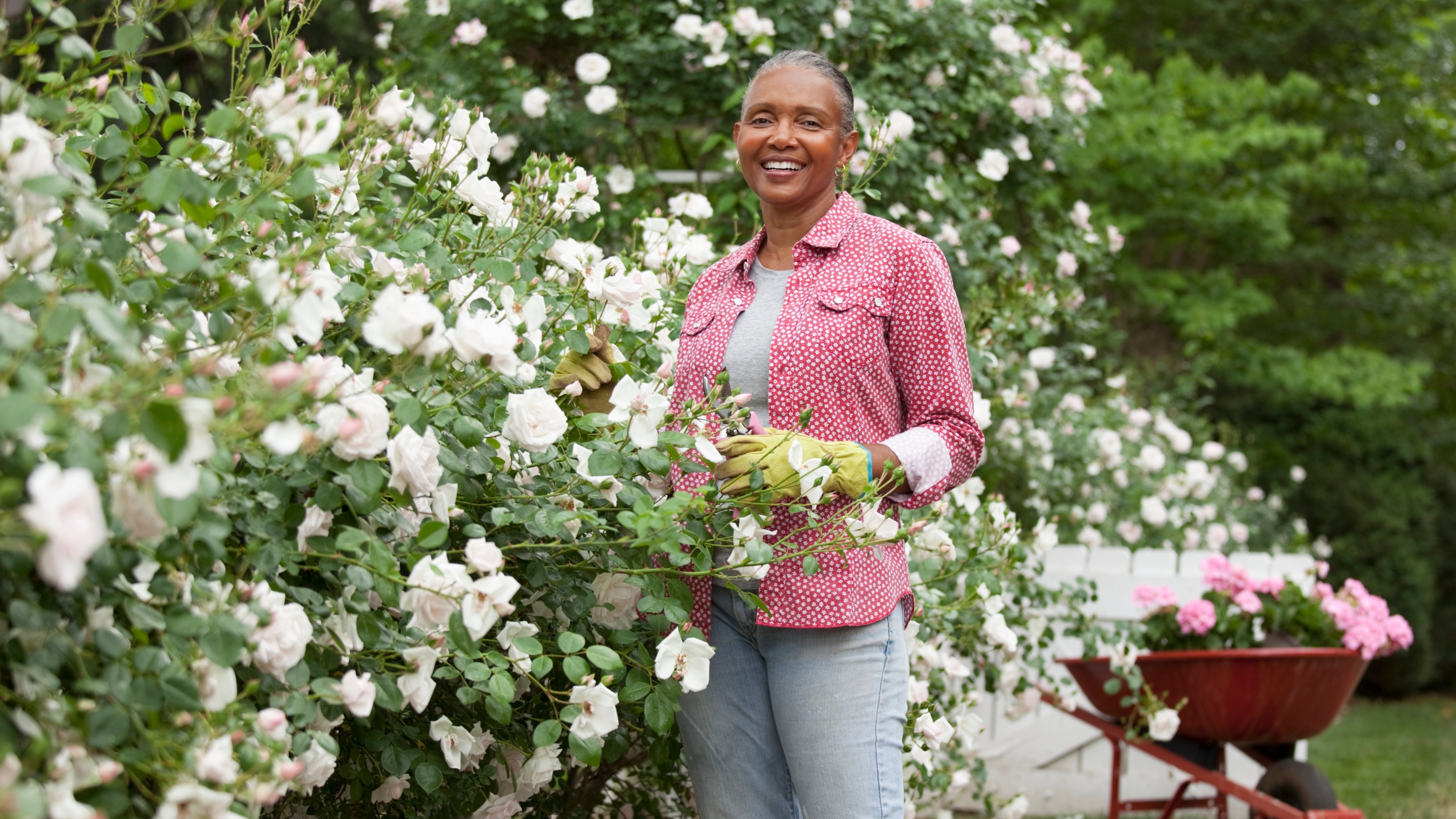 Woman caring for rose bushes in garden