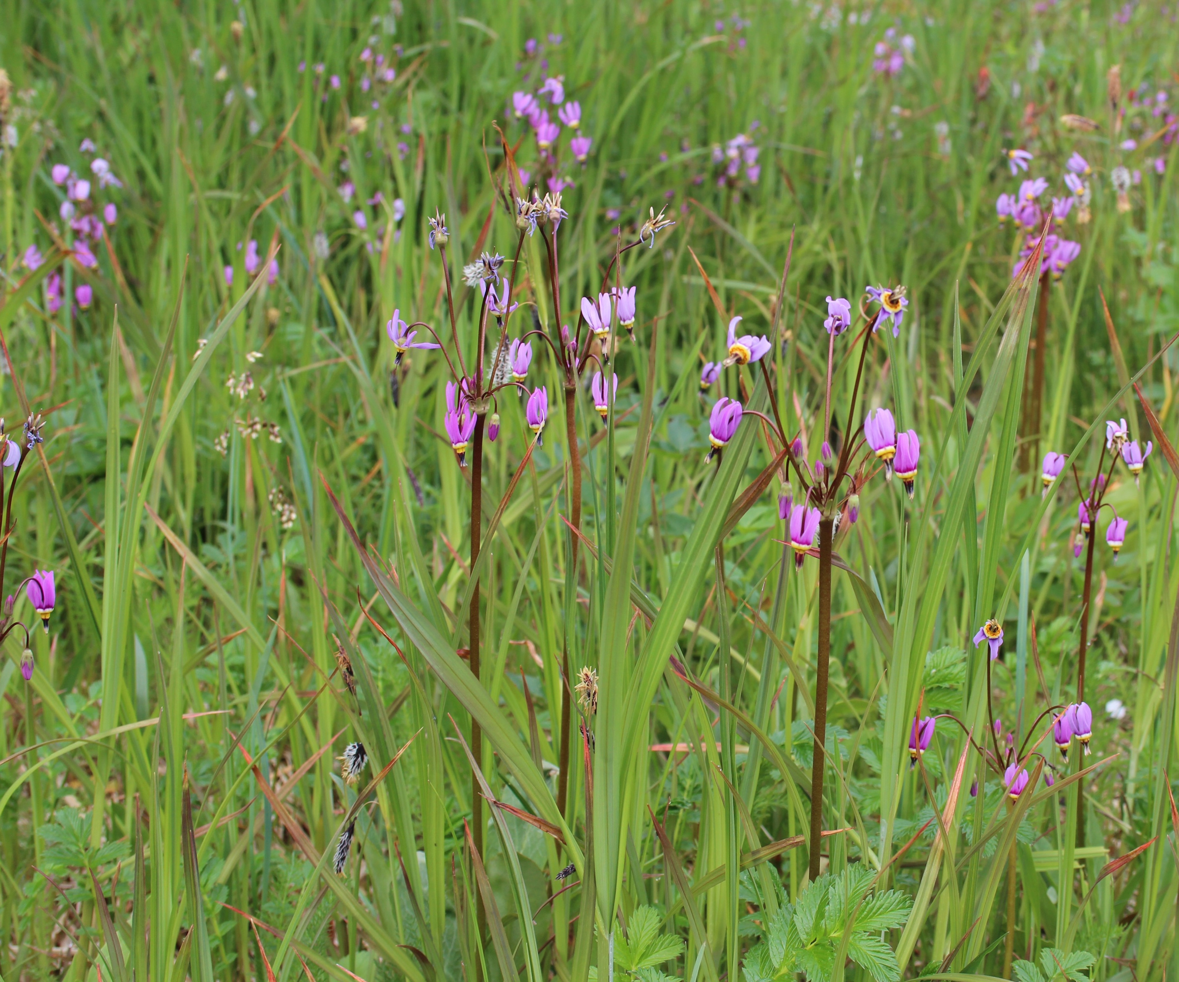 Shooting star flowers in pink, growing in a meadow in Alaska