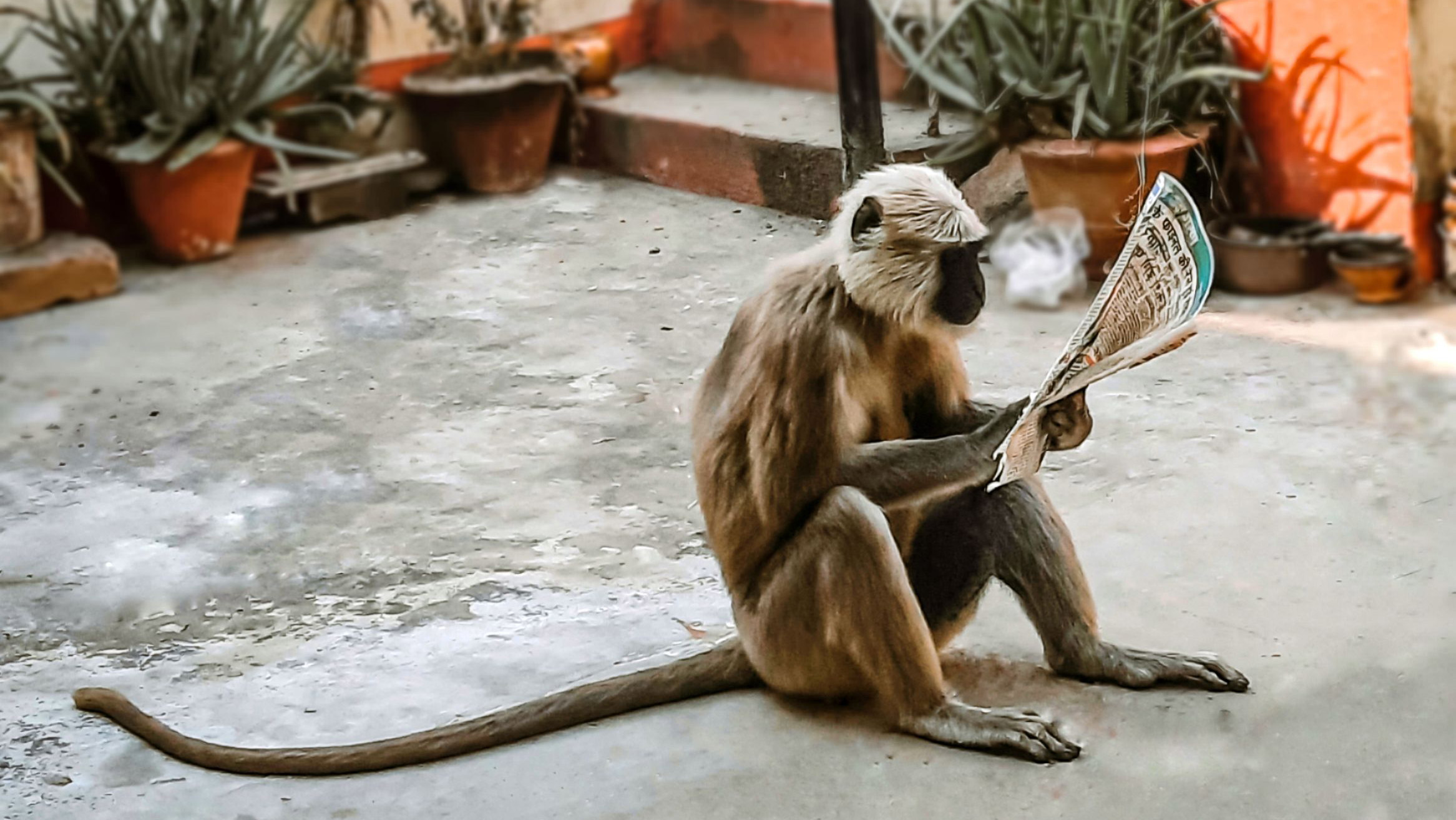 This Pic of a Monkey Reading Begs to be a Meme. Send Us Your Versions