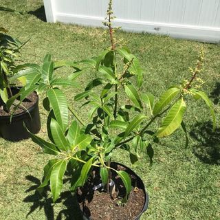 Mango Tree - Live Fruit Tree