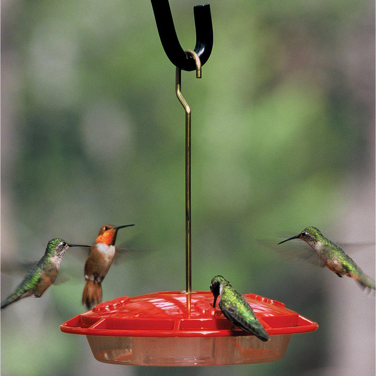Red Barrel Studio&amp;reg; Clet Hummingbird Feeder &amp;amp; Reviews | Wayfair