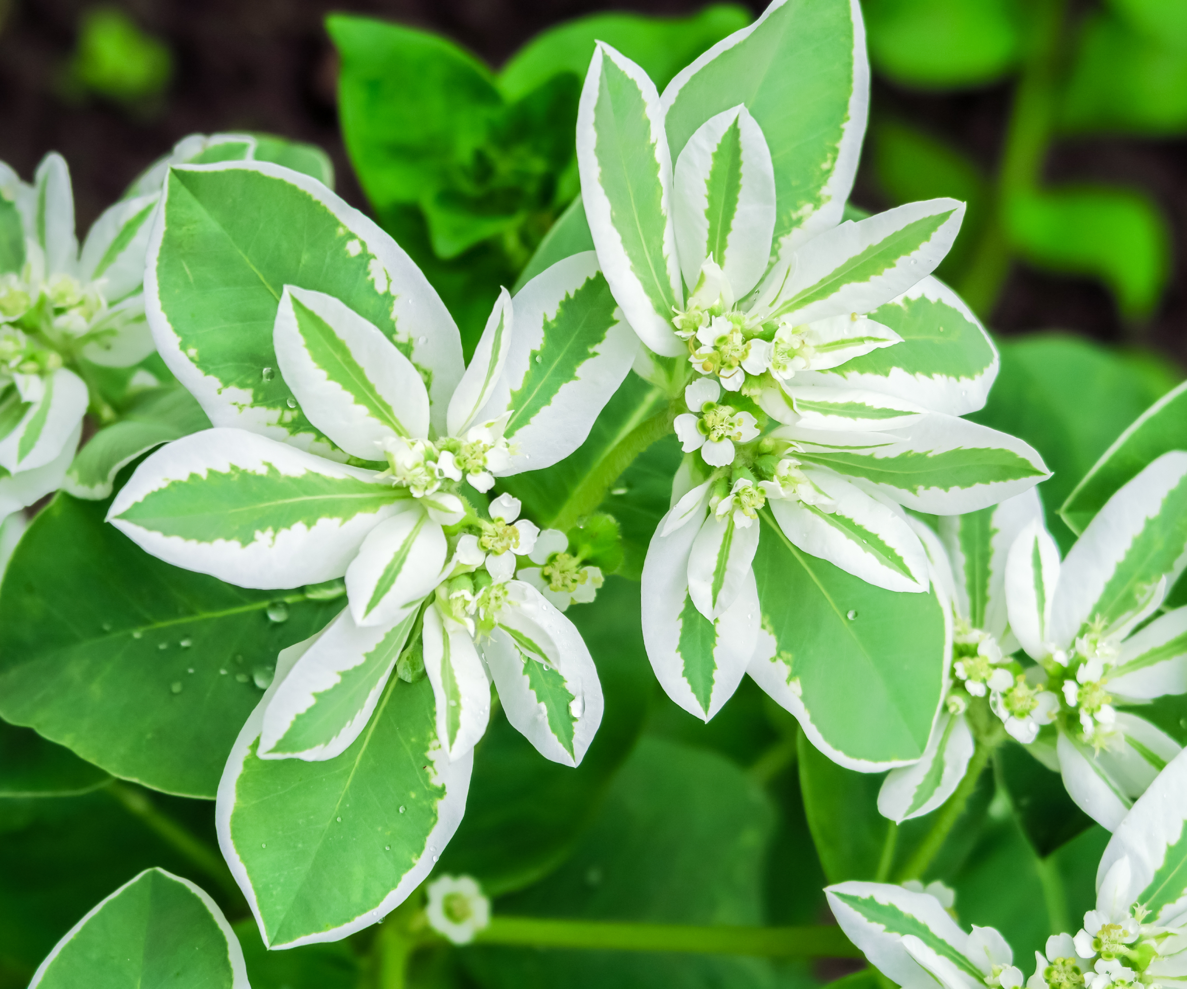 White and green variegated leaves