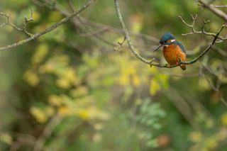 Image by wildlife photographer Tom Mason kingfisher on a branch