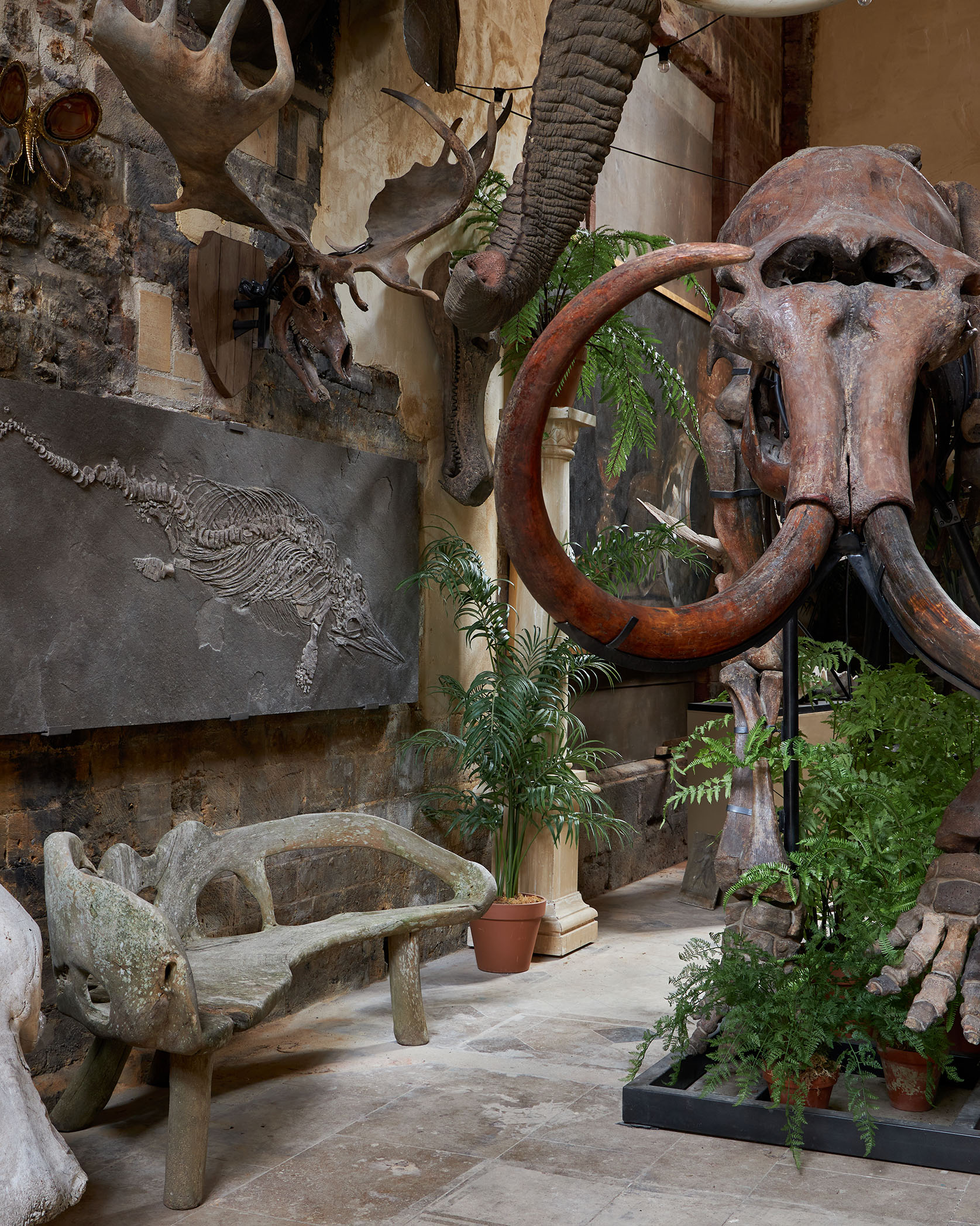 Woolly mammoth skeleton.