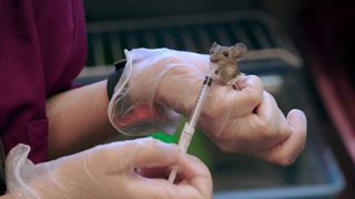 A baby mouse is fed with a pipette.