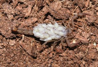 The new scorption, Vaejovis brysoni, with juveniles on its back.