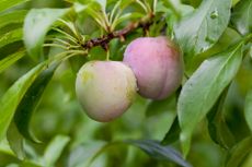 Japanese plums, aka Prunus salicina.