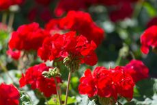 Red Geraniums