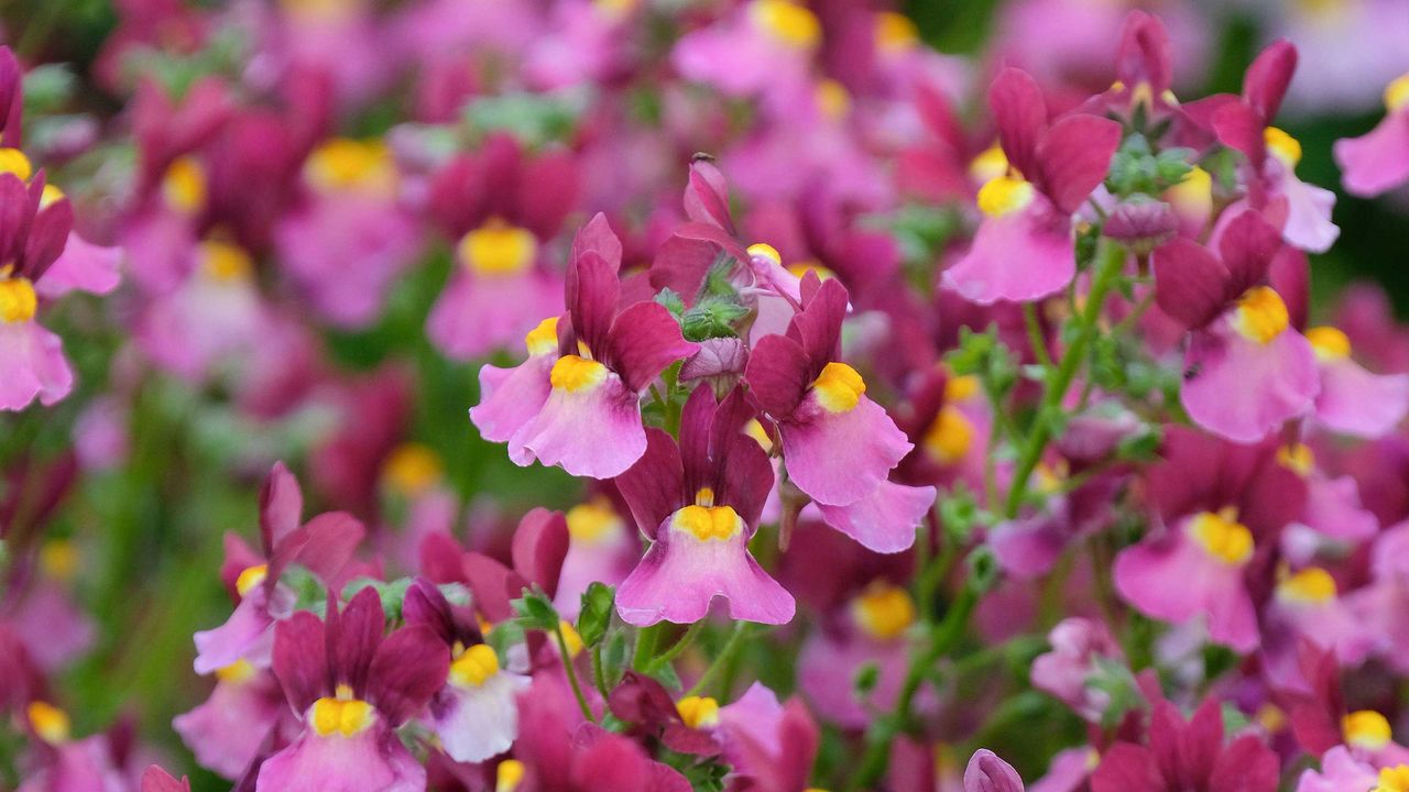 Nemesia Fairy Kisses ‘Boysenberry’