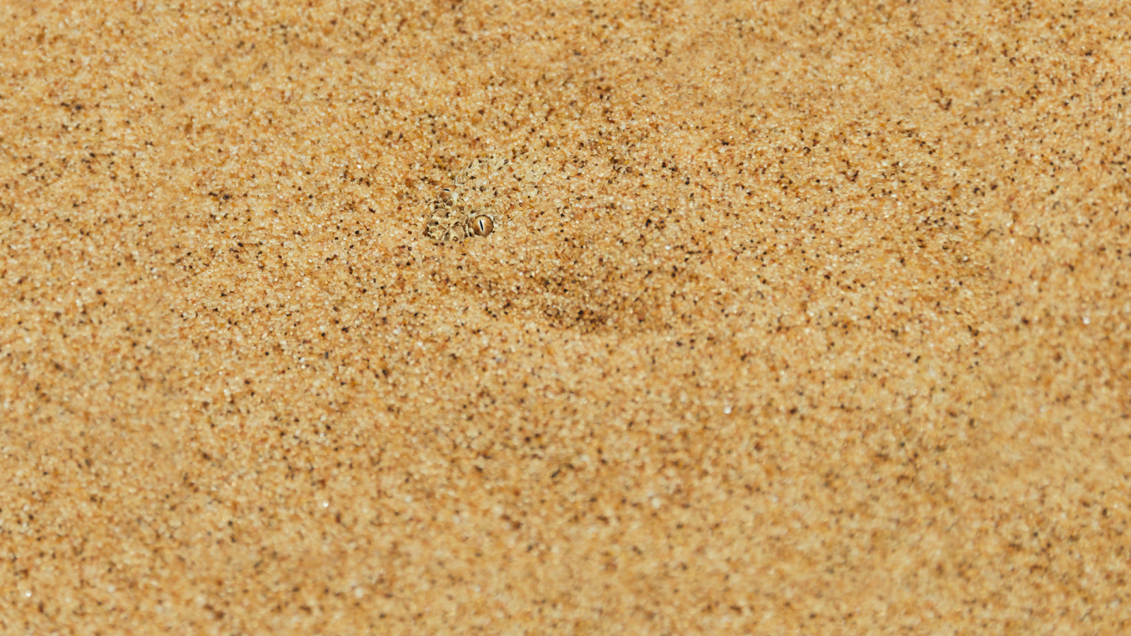 A horned rattlesnake hidden under the sand with only its eye peaking out from underneath.
