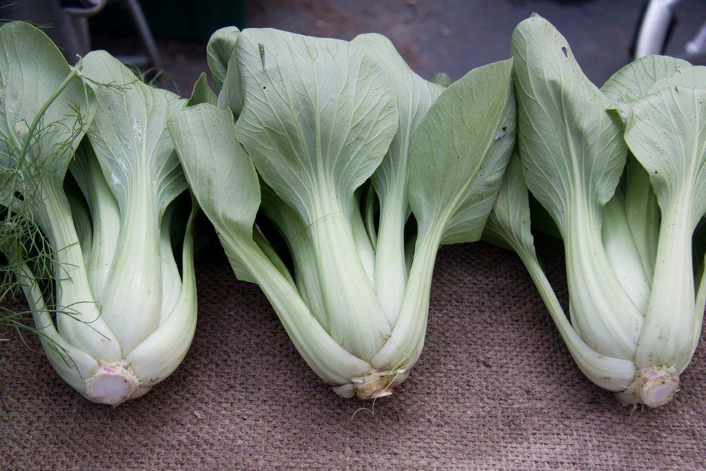 bok choy