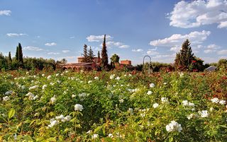 The Beldi Country Club garden in Marrakesh, photographed by Alessio Mei