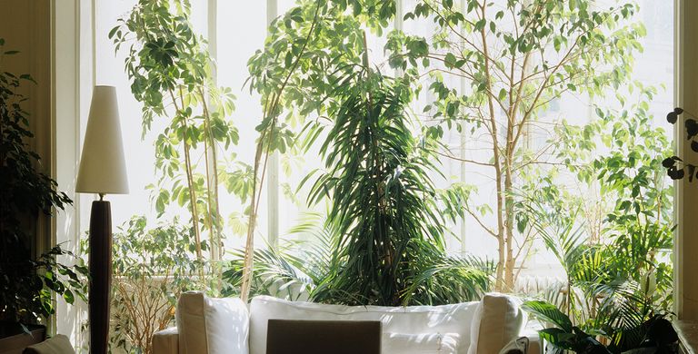 tall house plants and indoor trees in a bay window with a white sofa