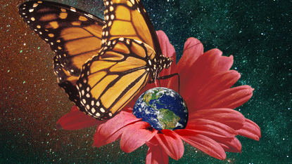 Butterfly, Earth