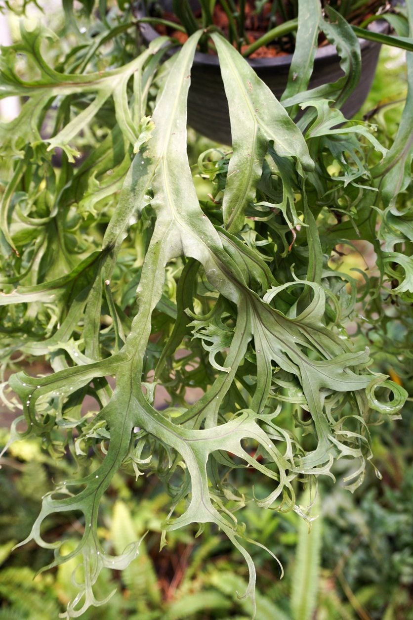 staghorn leaves