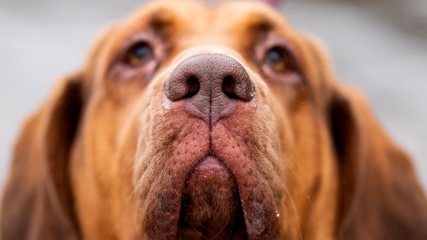 Close up of scent hound (bloodhound) nose