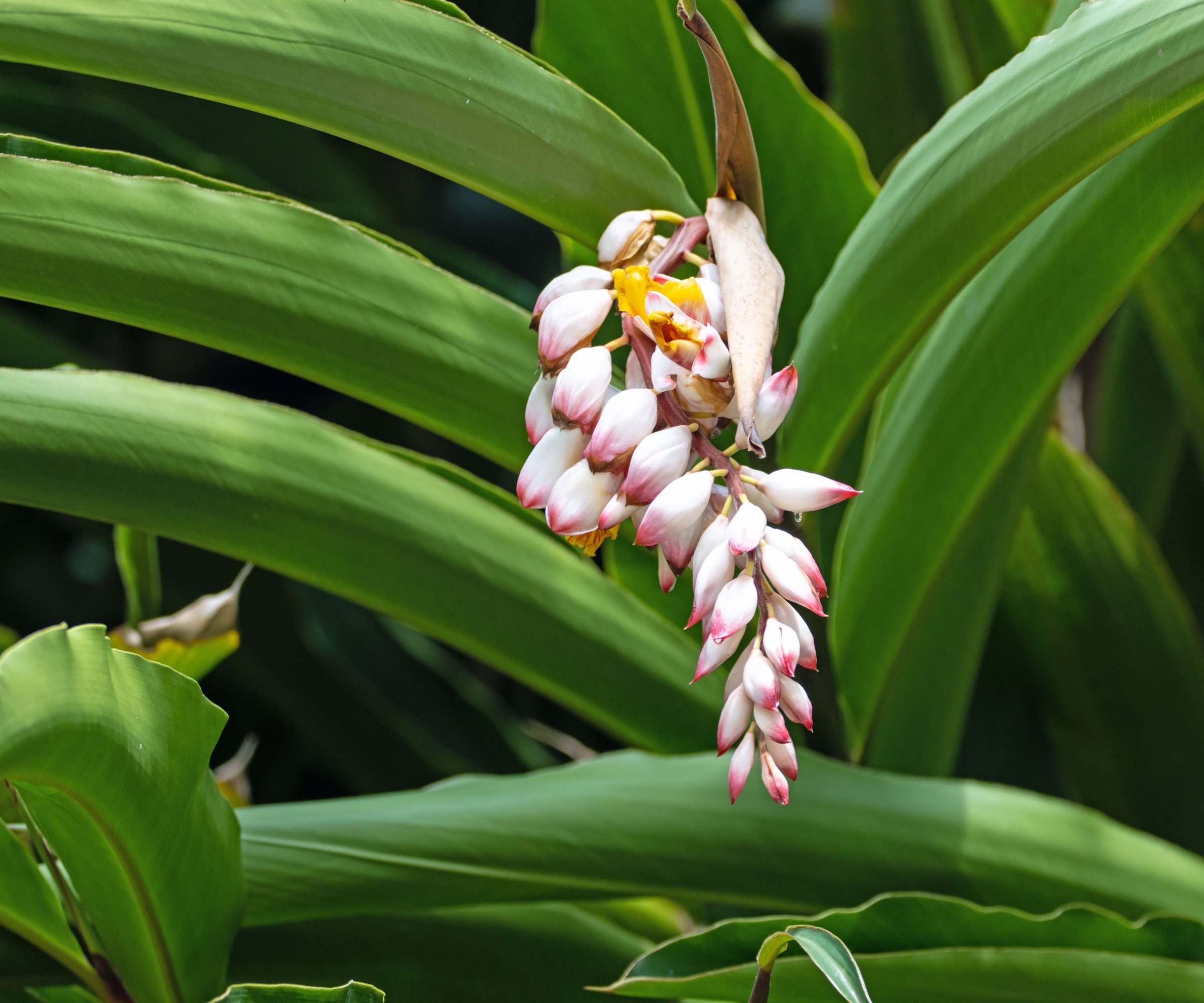 Flower of a shell ginger, Alpinia zerumbet