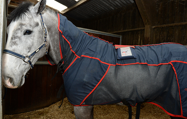 All the horses at Trevor’s yard benefit from the use of a magnetic rug