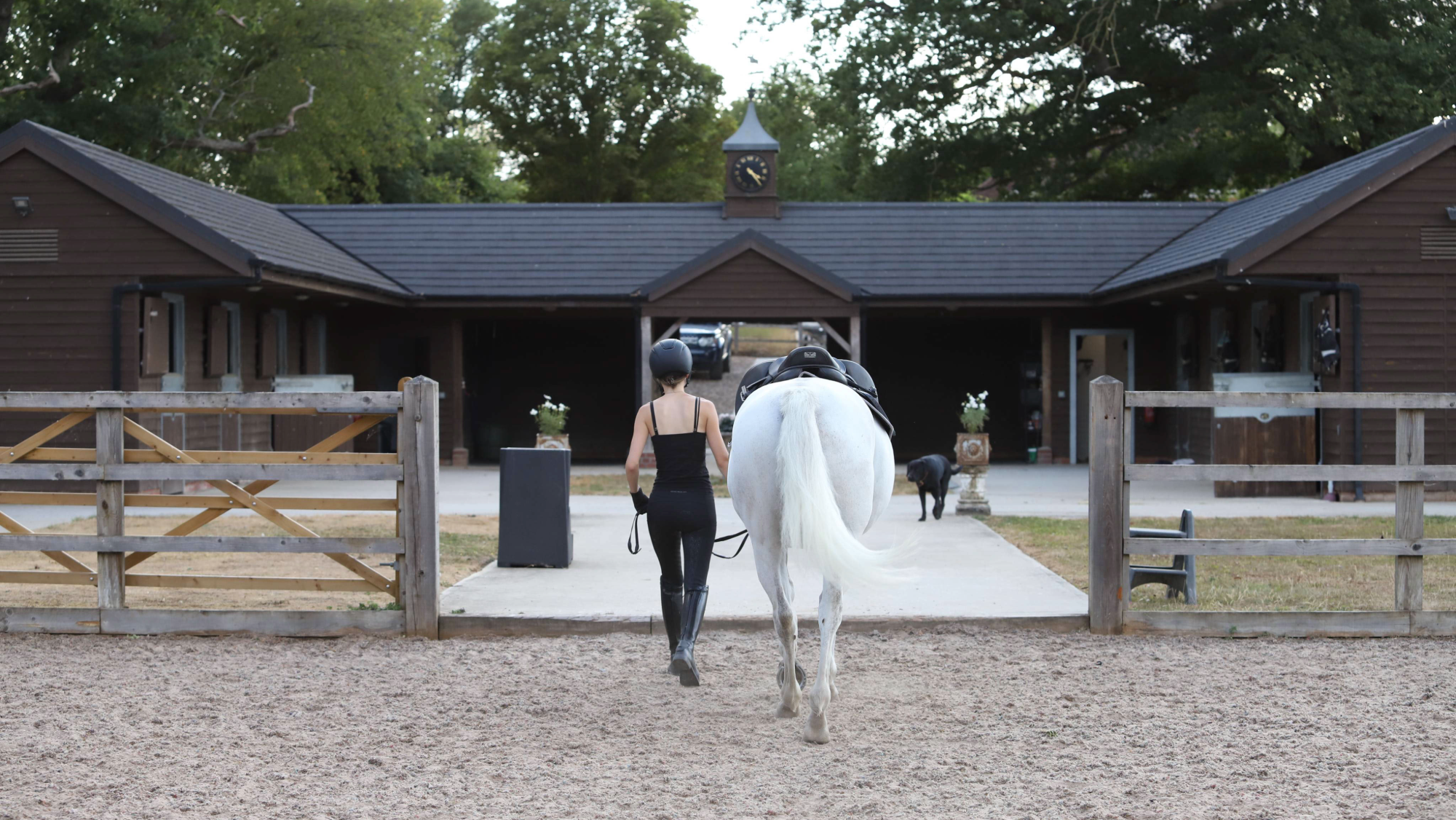 Woman walking gret horse directly from arena on to beautiful yard