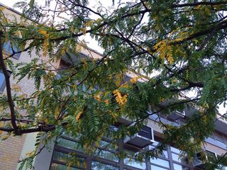 The tiny leaves of a honey locust tree turn golden yellow in fall.